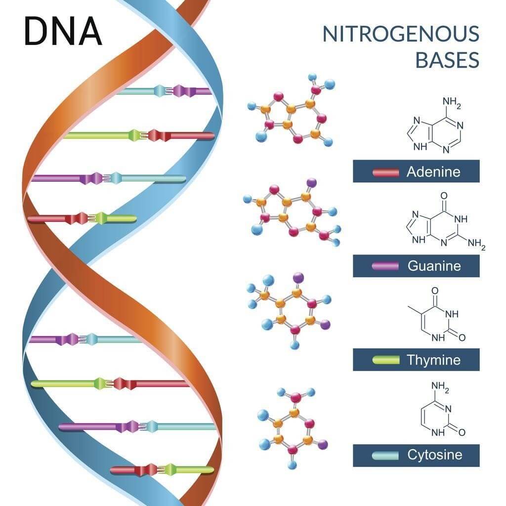 DNA là gì? Những thông tin quan trọng cần biết về DNA