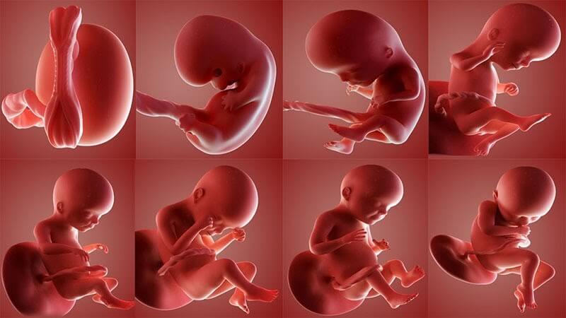 Thông tin chi tiết về bảng cân nặng chuẩn của thai nhi theo từng tuần thai kỳ